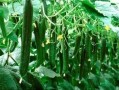 必吃大瓜今日大瓜,今日热门话题大盘点